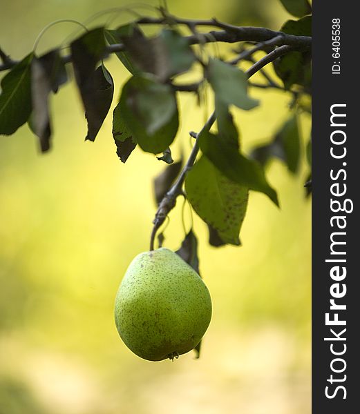 Green pear on the tree with blur yellow-green background