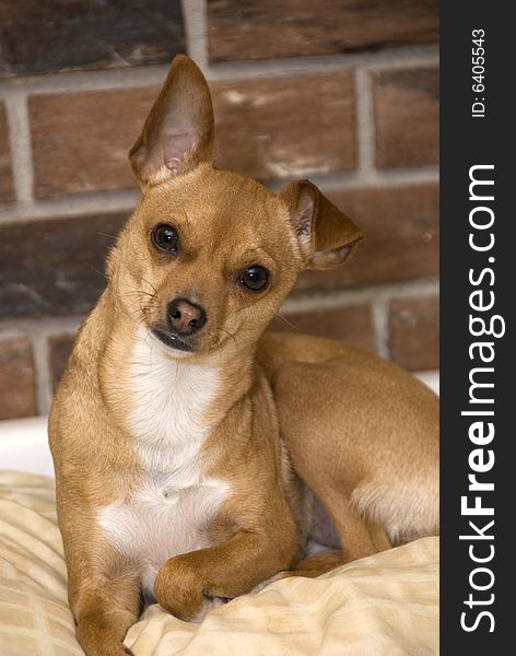 A fawn colored chihuahua posing for a photo against a brick wall and sitting on a cushion. A fawn colored chihuahua posing for a photo against a brick wall and sitting on a cushion