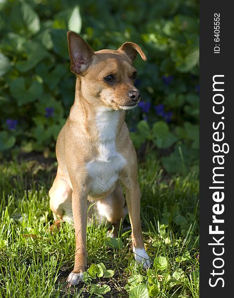 Portrait of a little chihuahua dog sitting in a garden A 9 pound, two year old, female Chihuahua with typical markings. She attentively guards her domain.