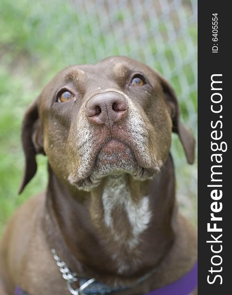 Beautiful chocolate lab looking up lovingly at it's owner. Beautiful chocolate lab looking up lovingly at it's owner