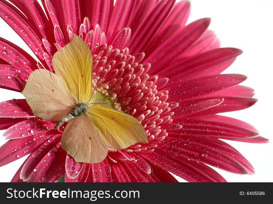 Butterfly on the flower