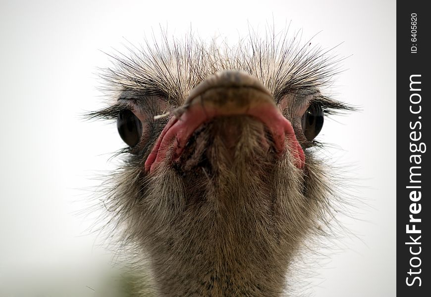 Ostrich head looking to camera close-up front view