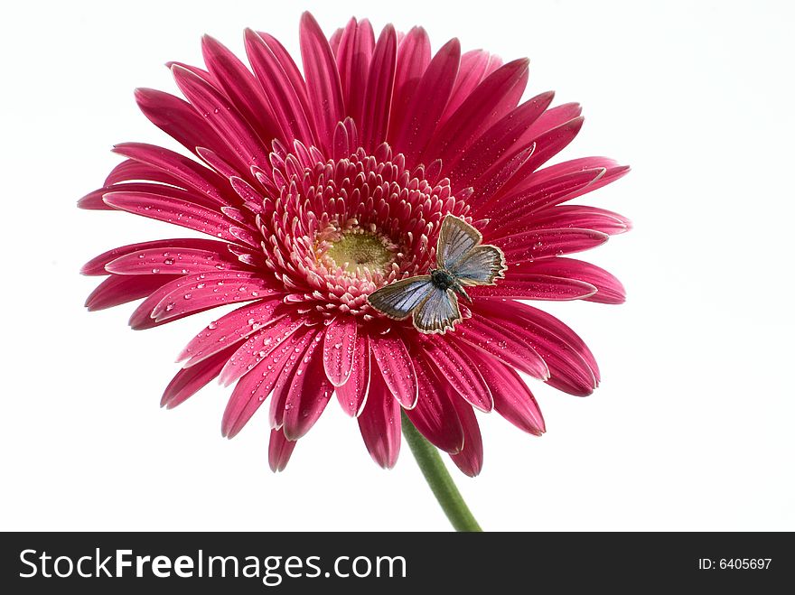 The butterfly on a red flower. The butterfly on a red flower