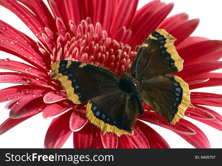 The butterfly on a red flower. The butterfly on a red flower