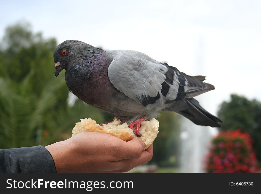 The pigeon on a hand in the Town. The pigeon on a hand in the Town