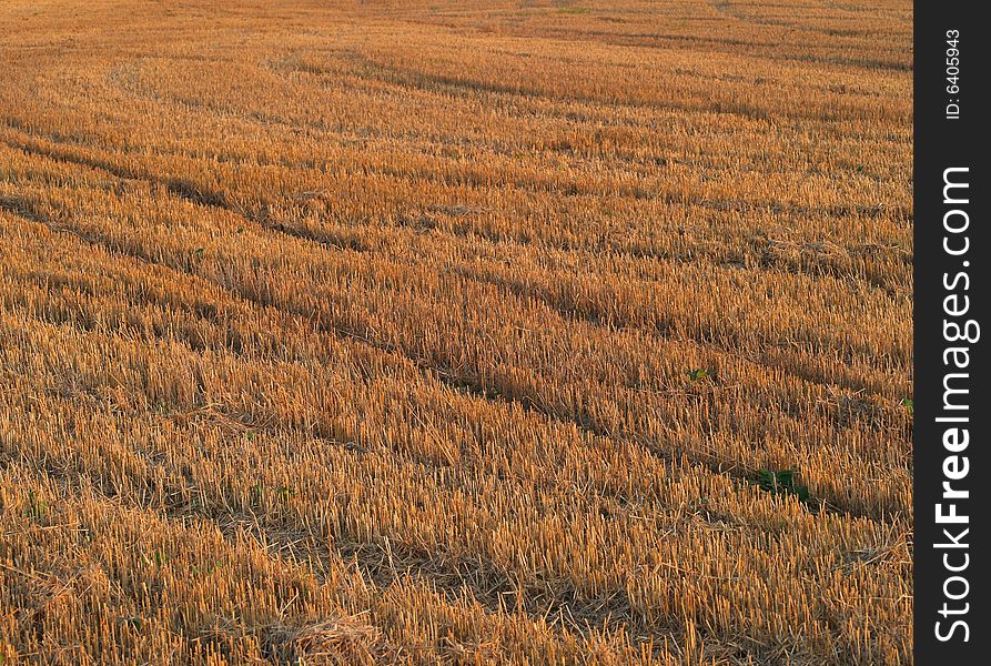 Detail of stubble field after harvest