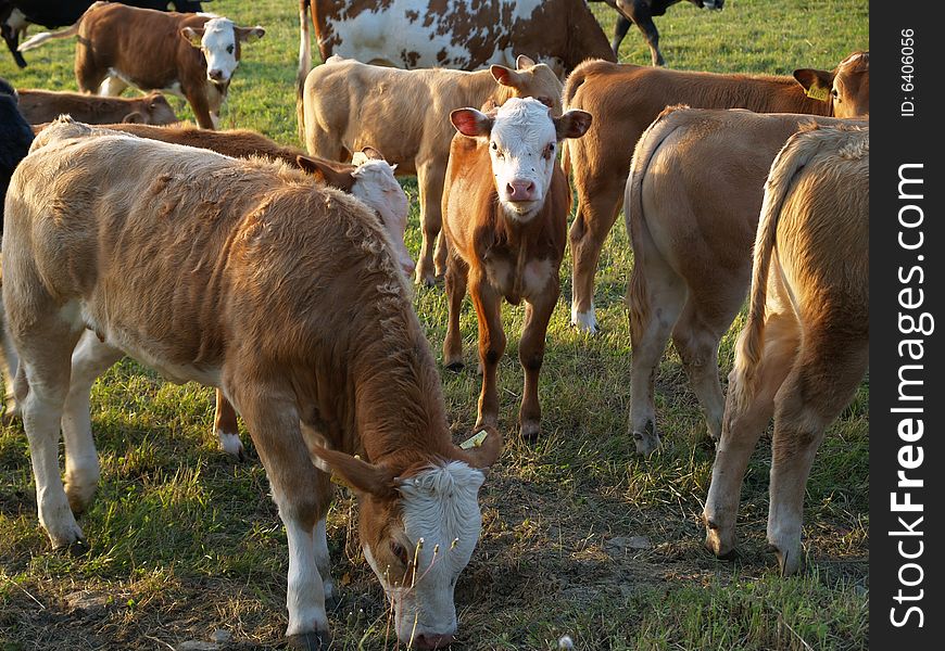 Herd of cows feeding on meadow