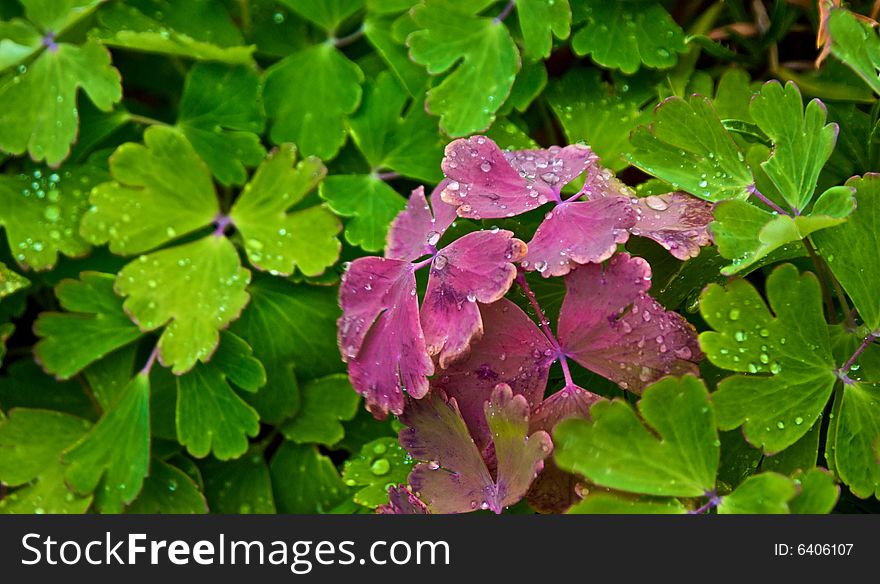Assorted rain drops gathered on colorful red and green leaves. Assorted rain drops gathered on colorful red and green leaves