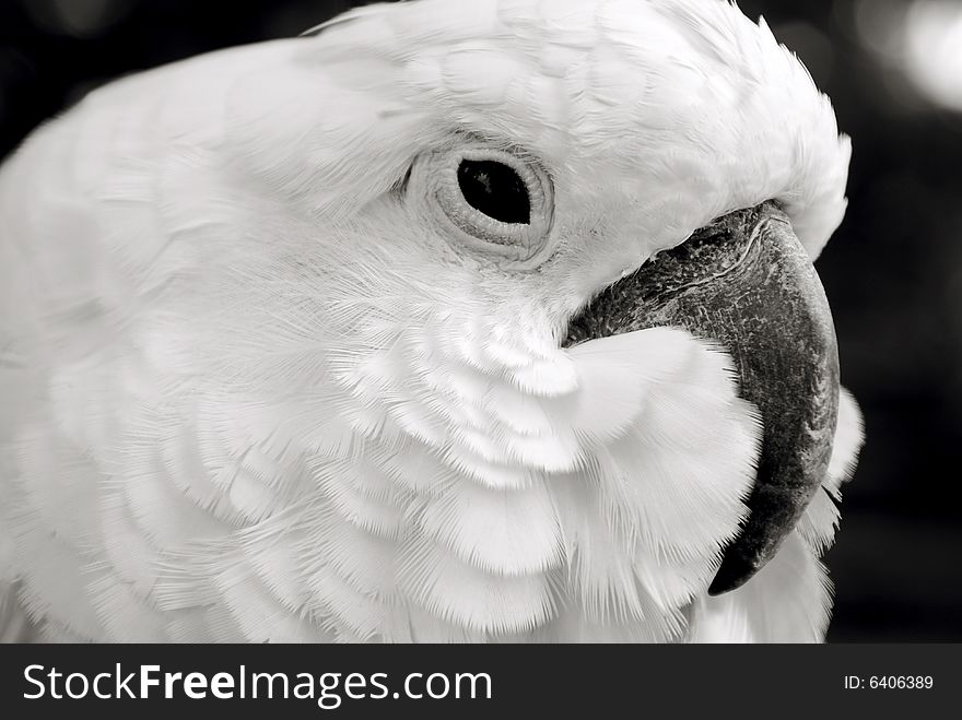 Macro shot of a white parrots face.