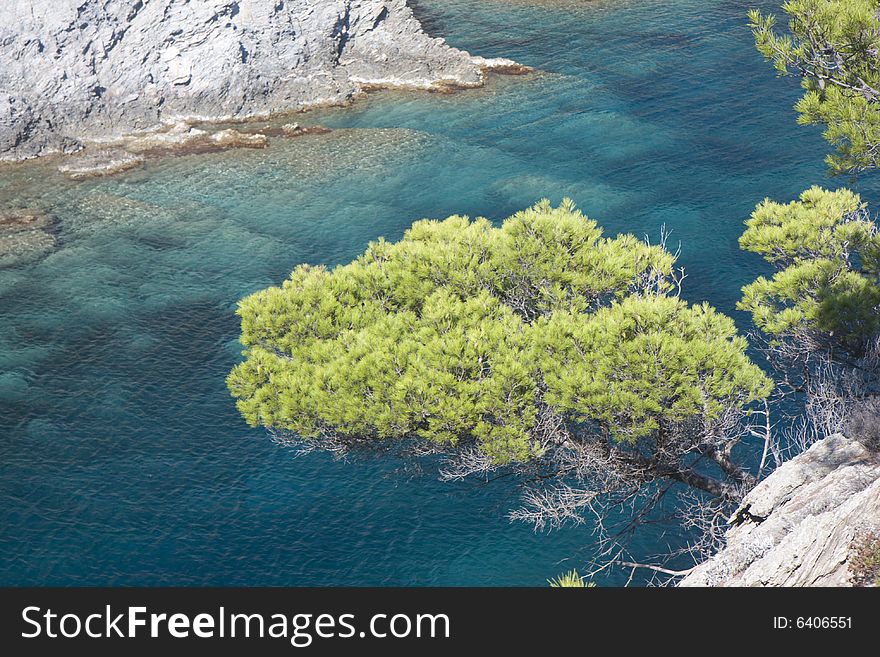 Tree on the coast of southern france