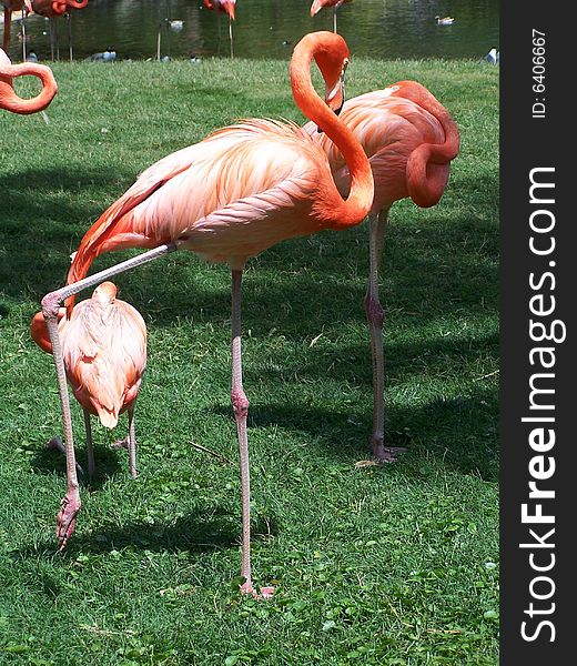 Great Color Flamingo