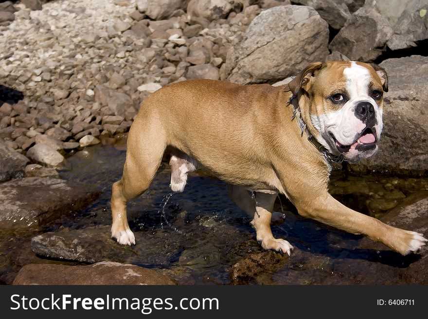 Happy bulldog coming out from a lake