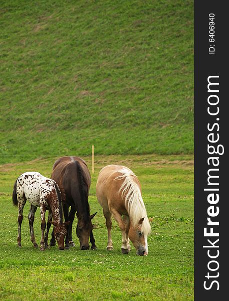 Three horses feeding on meadow