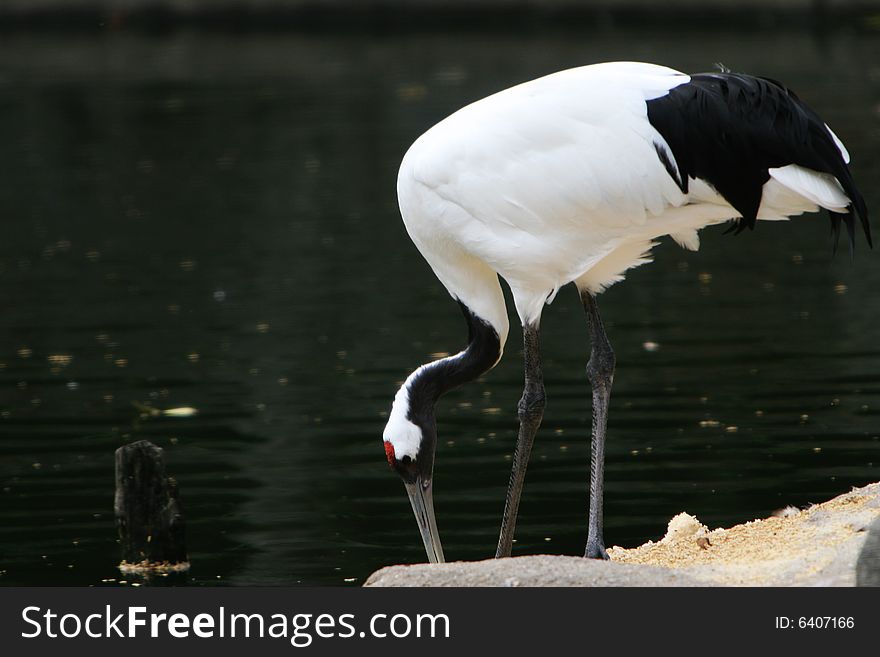 The Crested Ibis standing in the water .