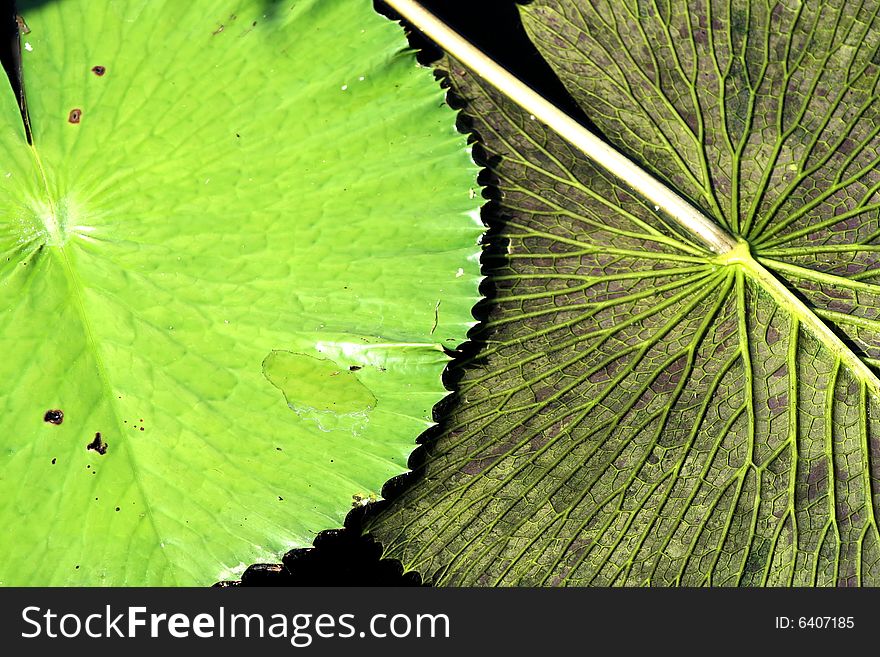 A shot of the top of a lily pad next to a flipped over lily pad, showing the texture of both the underside and top of the plants. A shot of the top of a lily pad next to a flipped over lily pad, showing the texture of both the underside and top of the plants