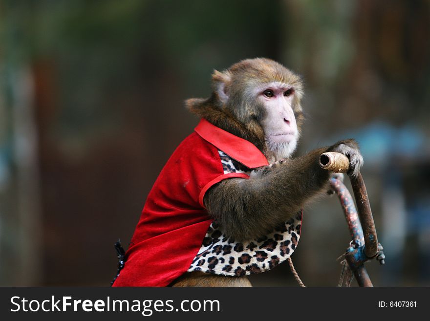 The monkey of circus in a zoo. The monkey of circus in a zoo.