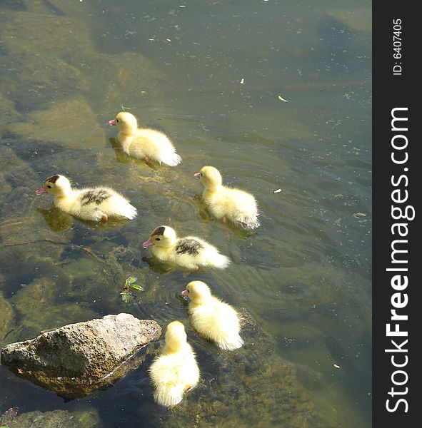 Baby ducks swimming on a lake