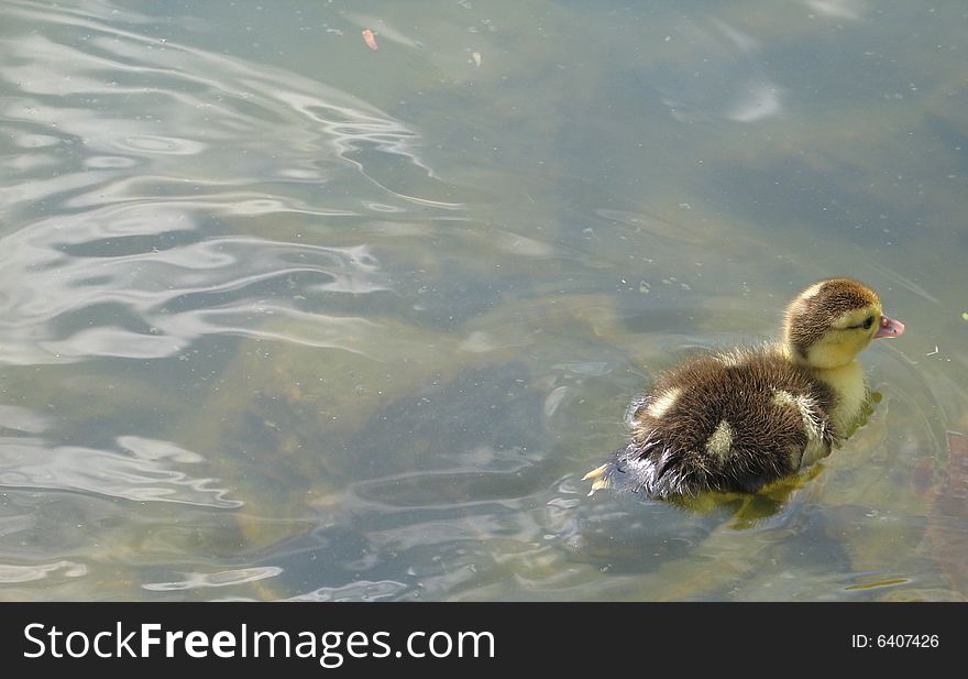 Baby ducks swimming on a lake