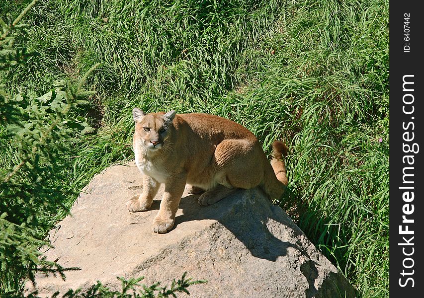 Cougar on a rock, looking into camera.