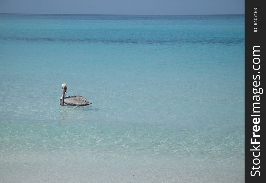 Pelican on the tropical ocean