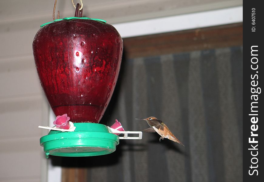 Hummingbird drinking out of a feeder