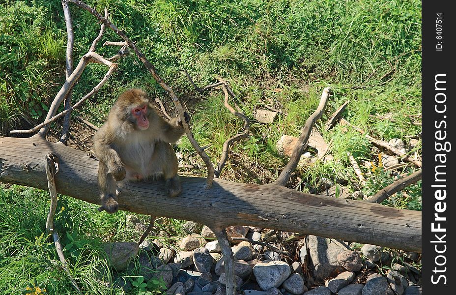 Japanese Macaque On A Dry Tree