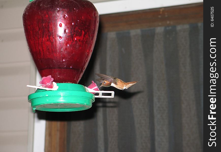 Hummingbird drinking out of a feeder