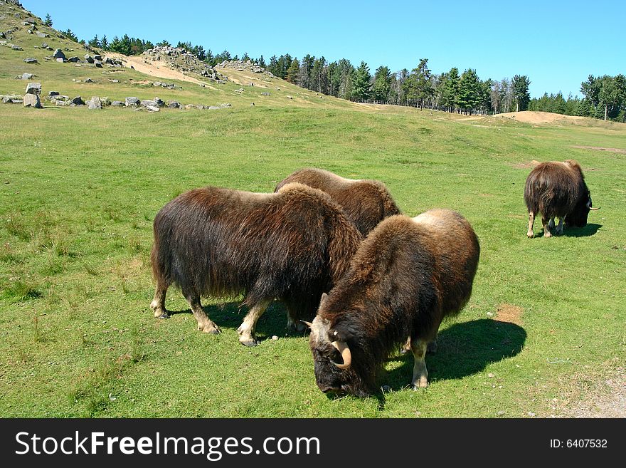 Musk oxen (Ovibos moschatus) on a pasture.