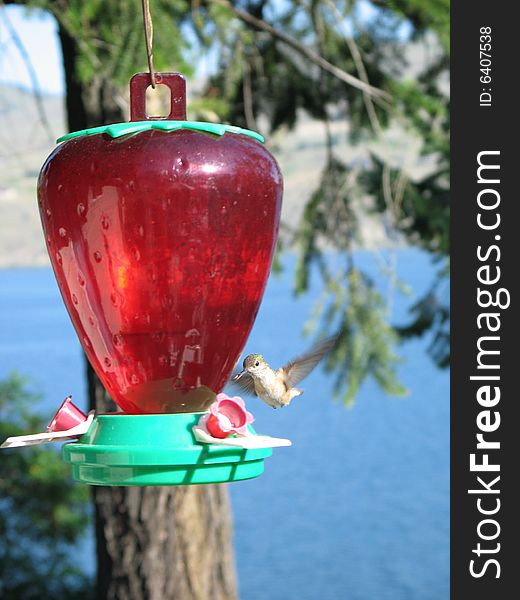 Hummingbird drinking out of a feeder