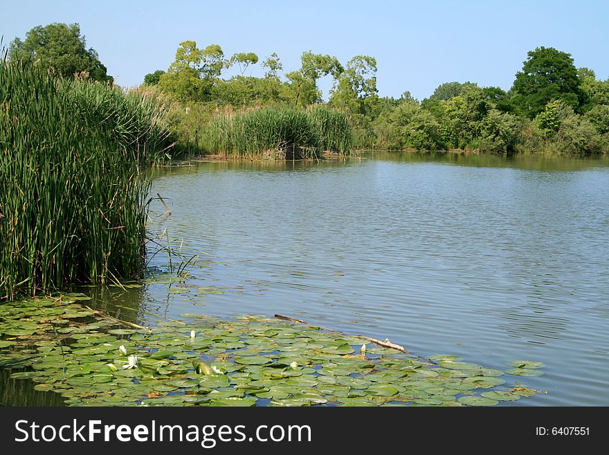 Quiet lake with blooming waterlilies on its surface