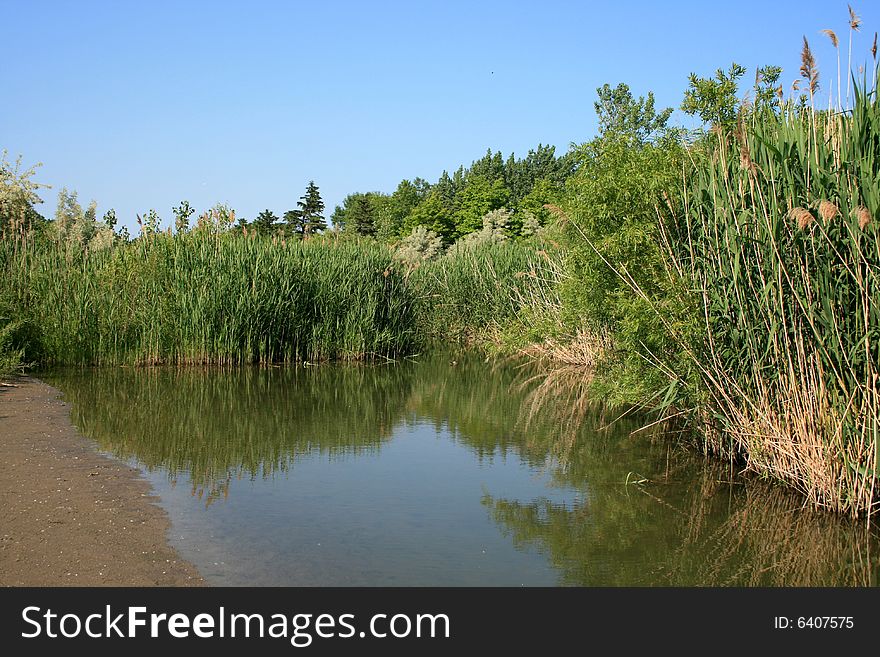 Small creek between the bush