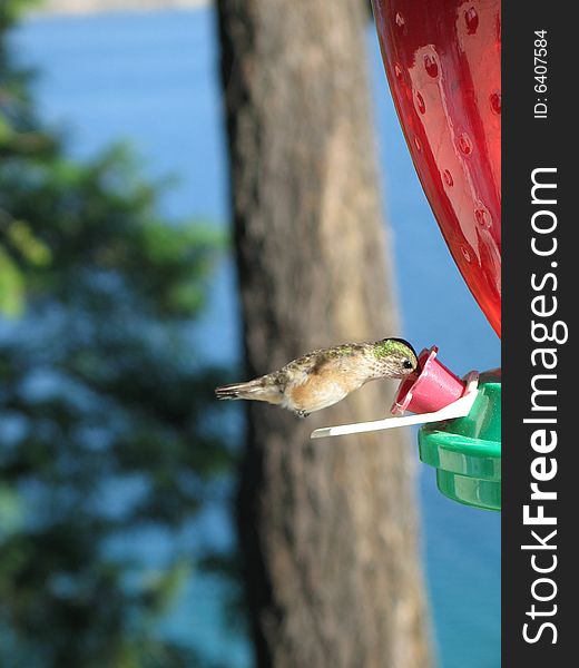 Hummingbird drinking out of a feeder