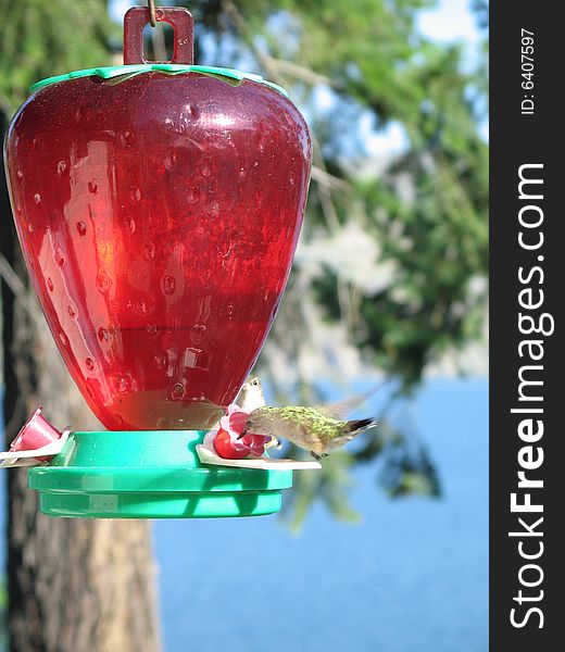 Hummingbird drinking out of a feeder