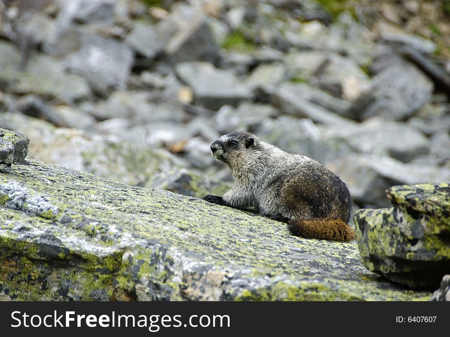 Hoary marmot, Banff national park