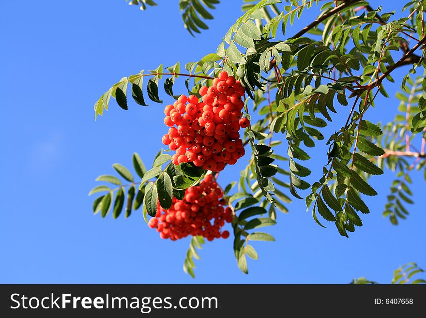 The branch of red ash-berry tree on the background of blue sky