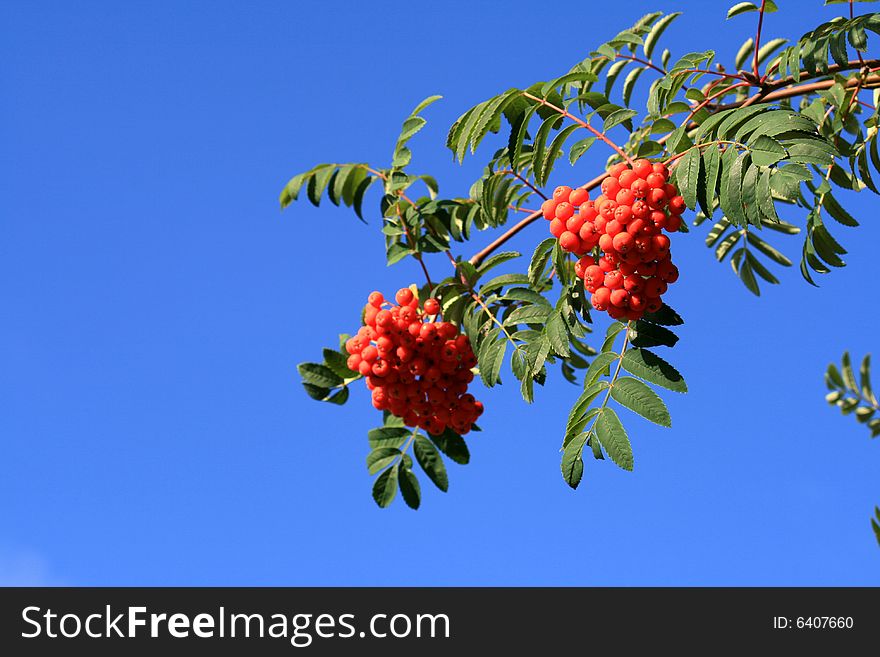 Branch of ash-berry on the background of blue sky