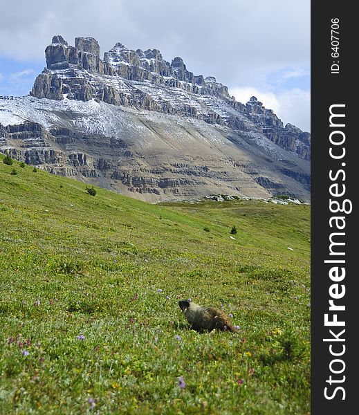 Hoary marmot, Banff national park