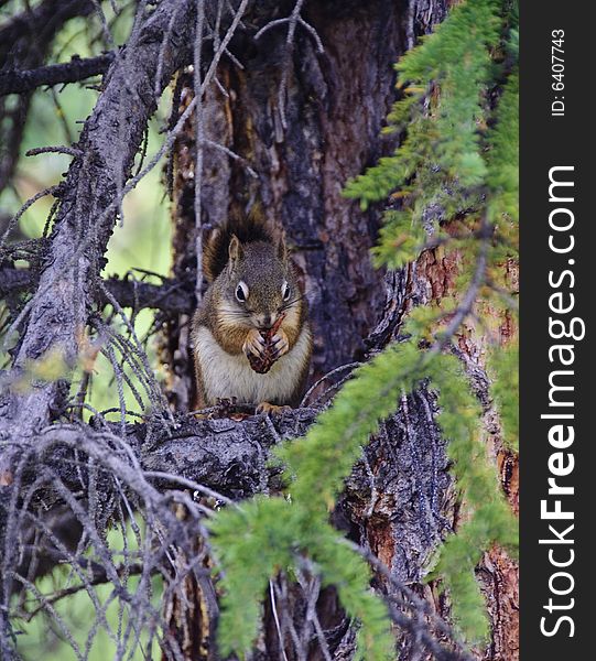 Squirrel, Banff National Park, Alberta Canada