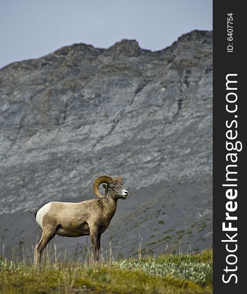 Big Horn Sheep, Alberta, Canada,  Jasper National Park,
