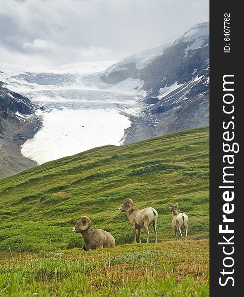 Big Horn Sheep, Alberta, Canada,  Jasper National Park,. Big Horn Sheep, Alberta, Canada,  Jasper National Park,