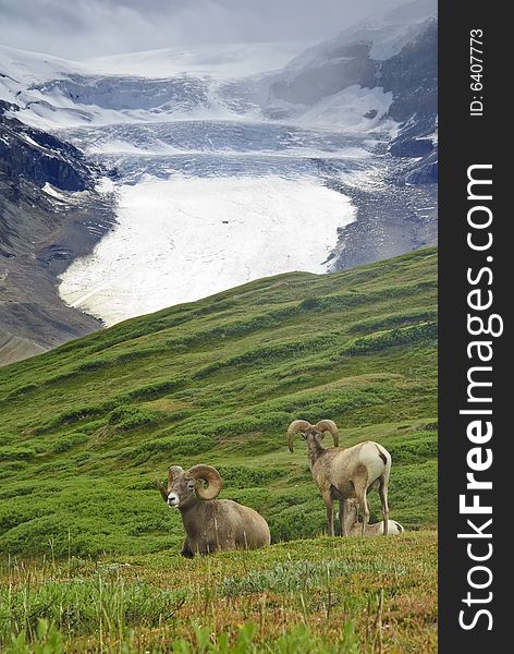 Big Horn Sheep, Alberta, Canada, Jasper National Park,. Big Horn Sheep, Alberta, Canada, Jasper National Park,