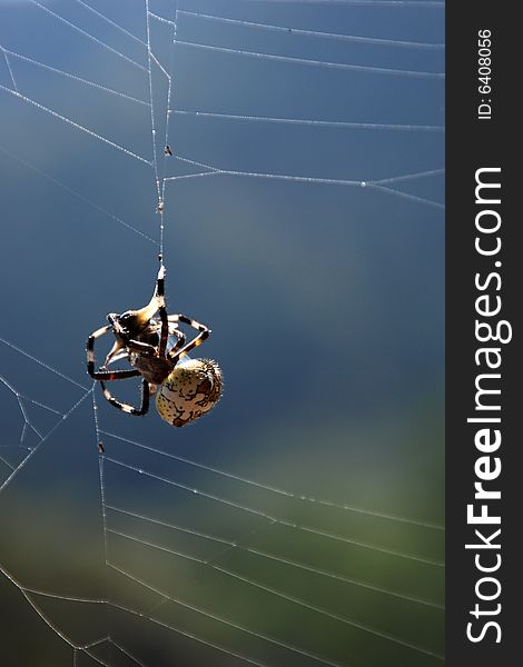 Spider finishes wrapping up a grasshopper for a future meal. Spider finishes wrapping up a grasshopper for a future meal.