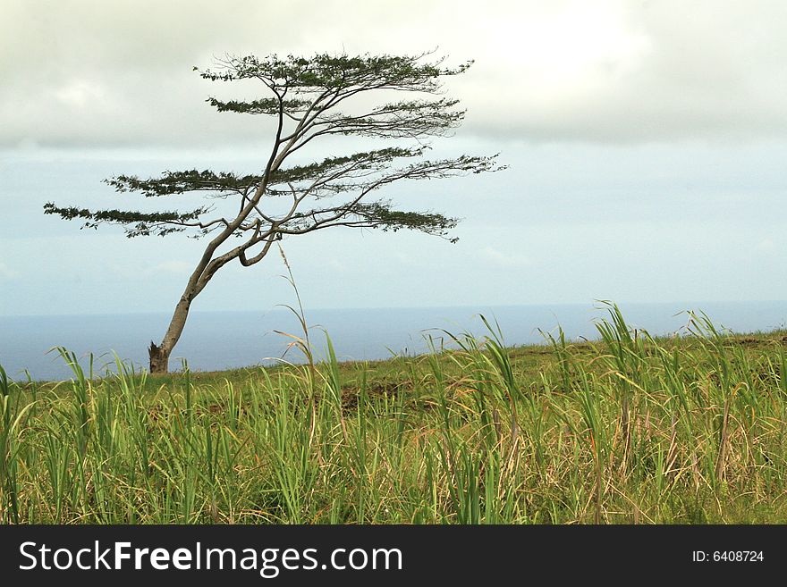 A single tree standing alone with the ocean in the back ground