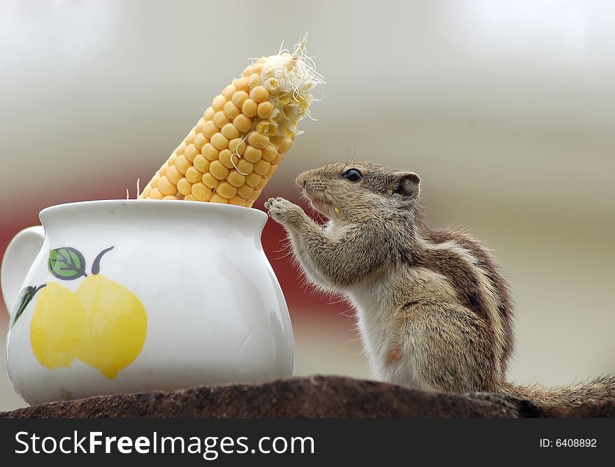 Squirrel is holding corn and eating it.