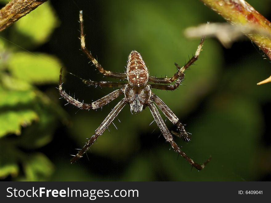 Extreme close up of garden spider waiting for dinner to land. Extreme close up of garden spider waiting for dinner to land