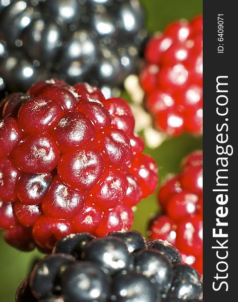 Blackberries III