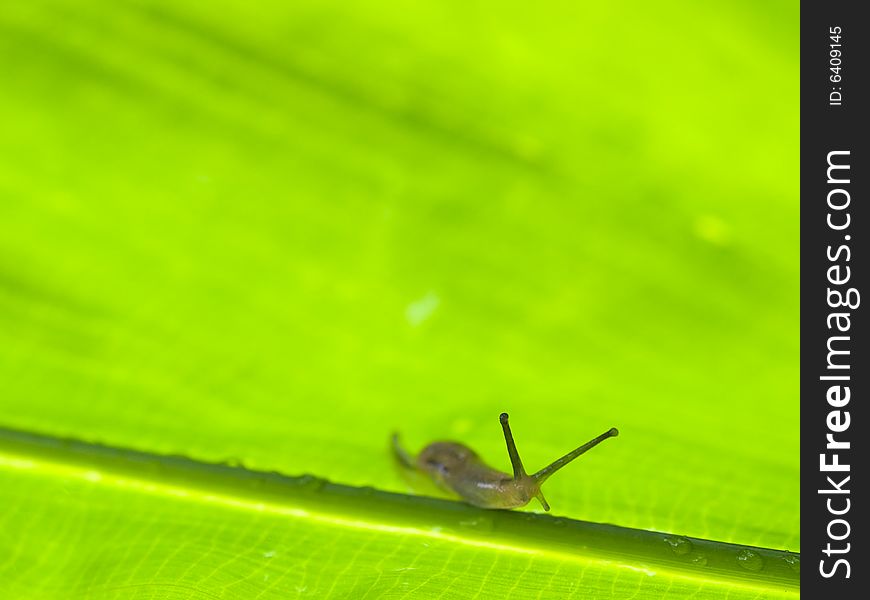 Slug crawling on large wet leaf illuminated from below. Slug crawling on large wet leaf illuminated from below