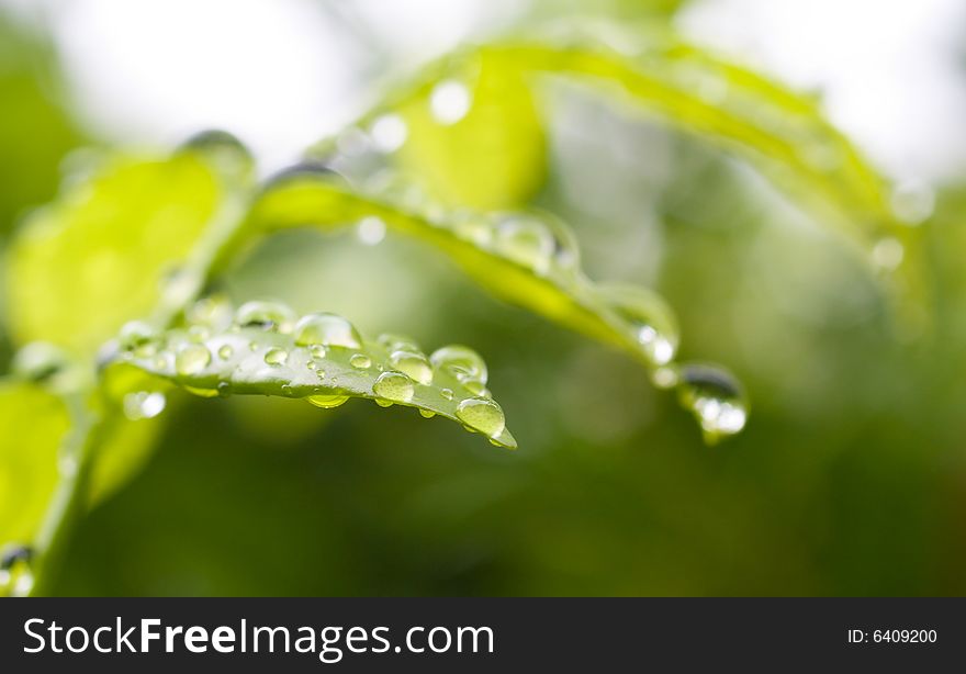 Raindrops on surface of a leaf after a tropical shower. Raindrops on surface of a leaf after a tropical shower.