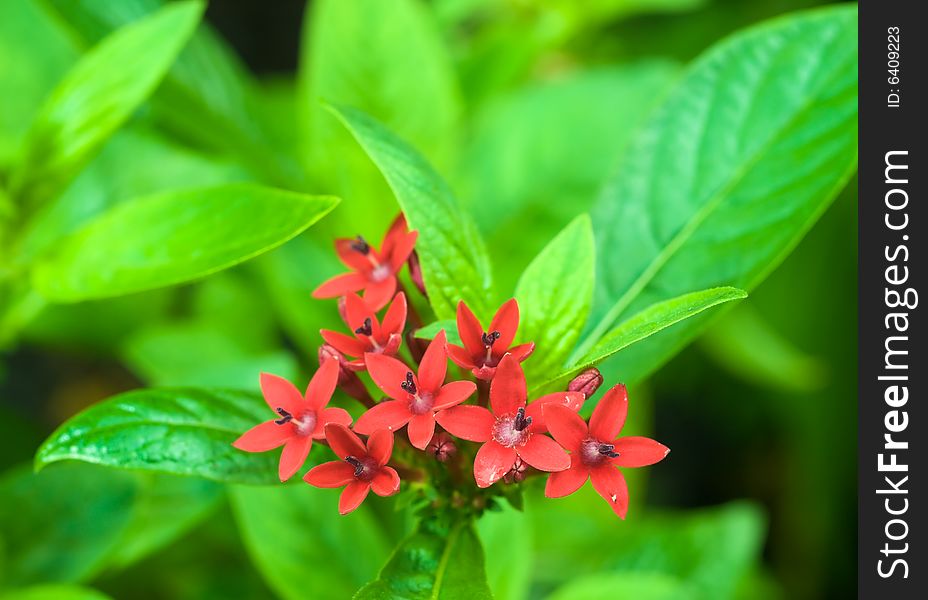 Freshly bloom cluster of tiny star shaped red flowers with a furry center