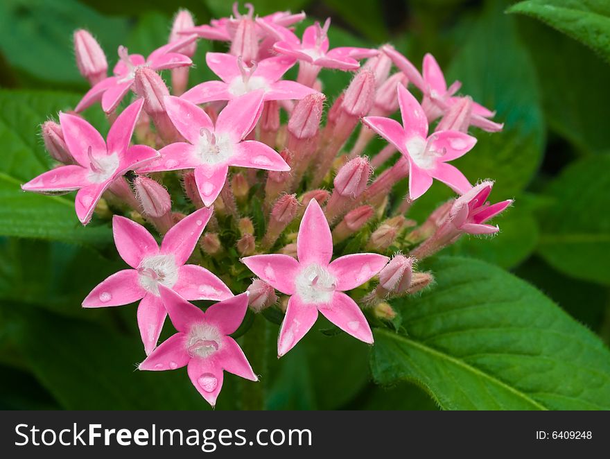 Freshly bloom cluster of tiny star shaped pink flowers with a furry center